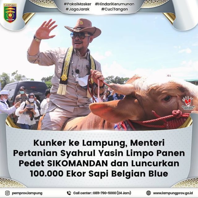 Kunker ke Lampung, Menteri pertanian Syahrul Yasin Limpo Panen Pedet SIKOMANDAN dan Luncurkan 100.000 Ekor Sapi Belgia Blue