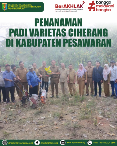 Penanaman Padi Varietas Ciherang di Kabupaten Pesawaran seluas 113 Hektar