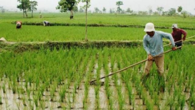 Mengolah Lahan Pertanian dengan Kearifan Lokal