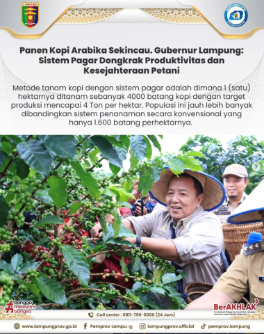 Panen Kopi Arabika Sekincau. Gubernur Lampung: Sistem Pagar Dongkrak Produktivitas dan Kesejahteraan Petani