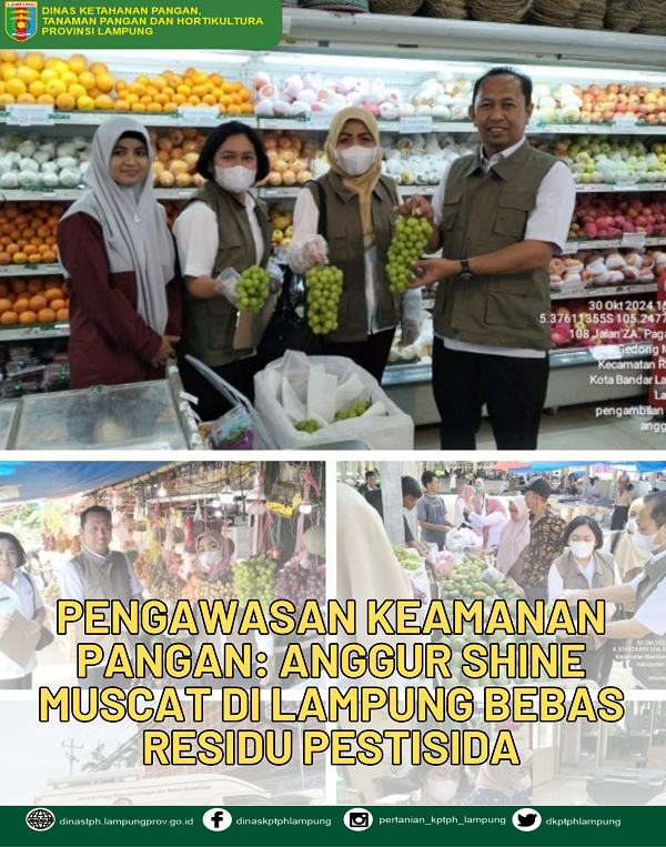 Pengawasan Keamanan Pangan: Anggur Shine Muscat di Lampung Bebas Residu Pestisida